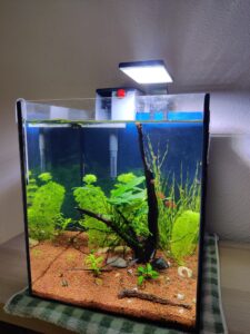 Lee más sobre el artículo Diario de mi primer Acuario de 35 litros